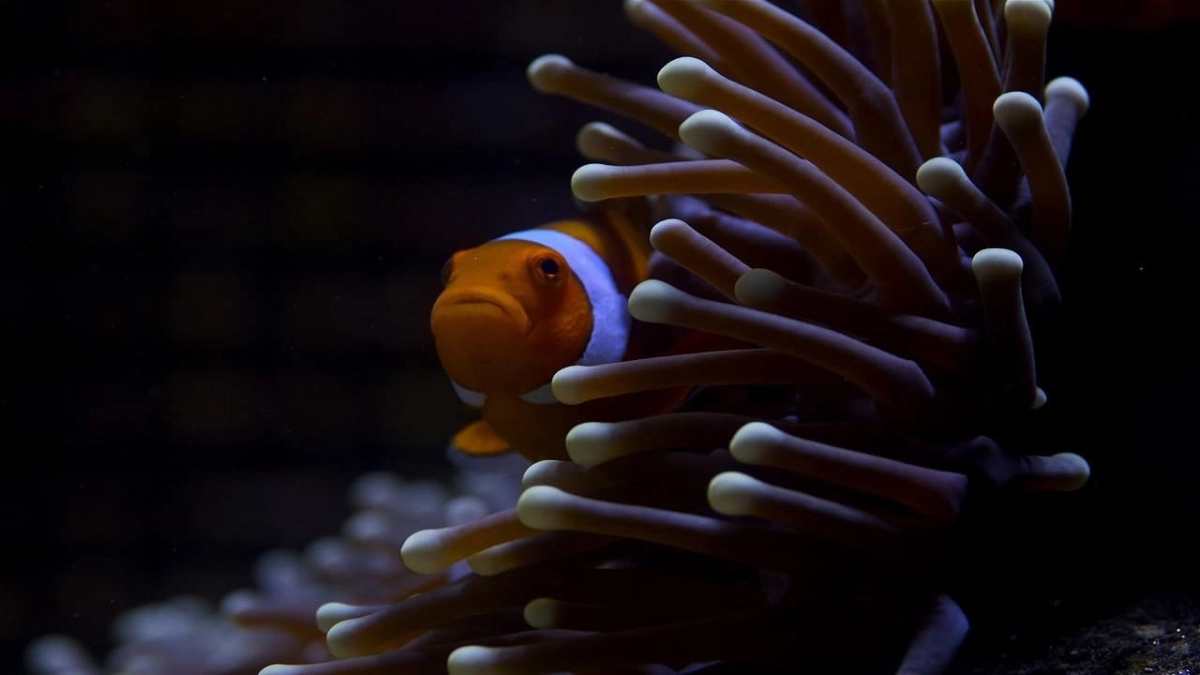 Great Barrier Reef (Great Barrier Reef)